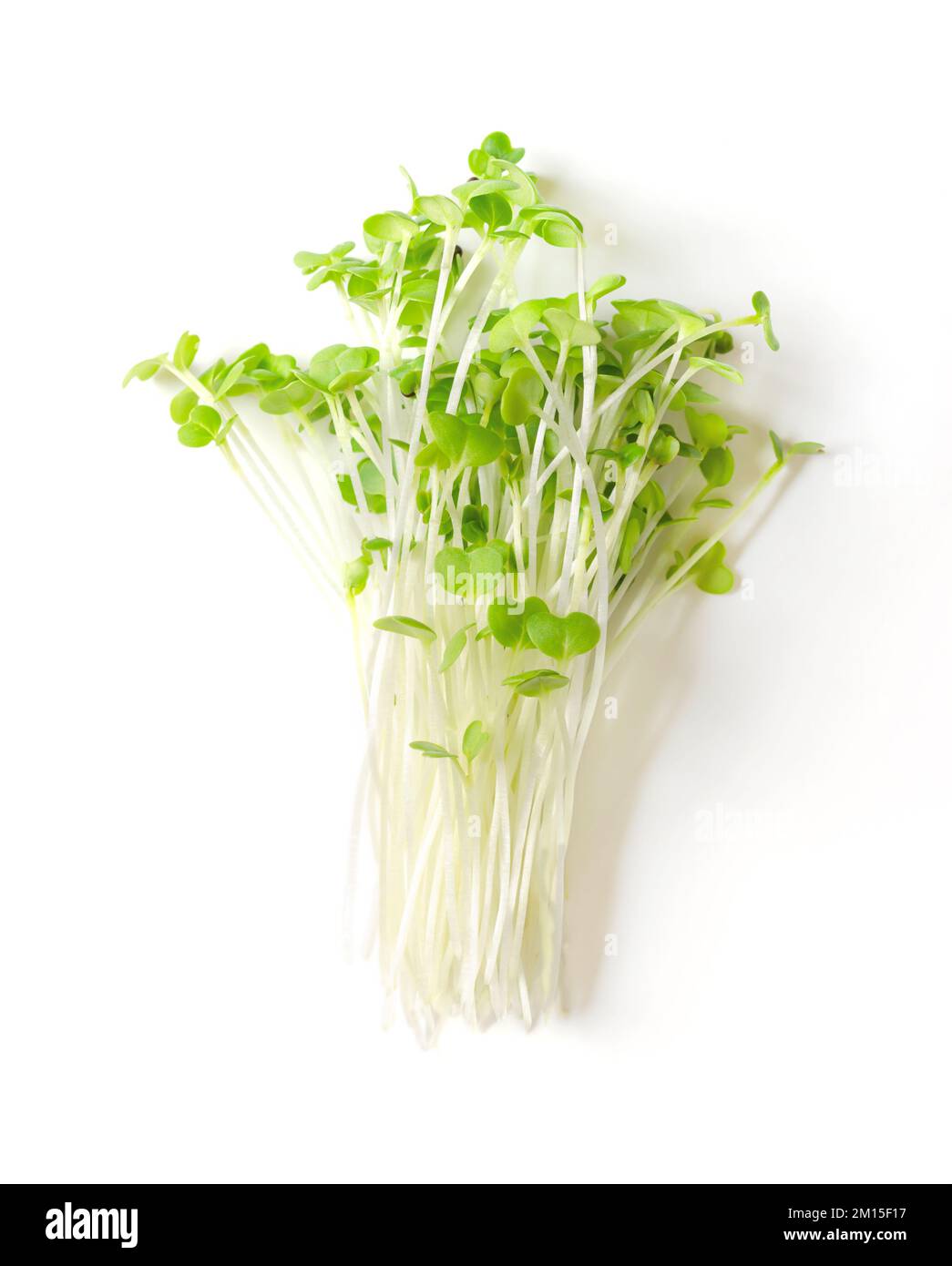 Ein Haufen mizuna Microgreens. Frische, verzehrfertige Setzlinge, Triebe, Kohlköpfe und junge Pflanzen von Brassica juncea, auch bekannt als japanischer Senfgrün. Stockfoto