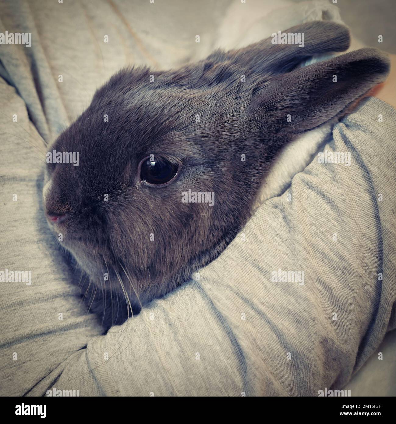 Süßes Haustier - Haustier. Kleiner grauer Zwergkaninchen. Stockfoto