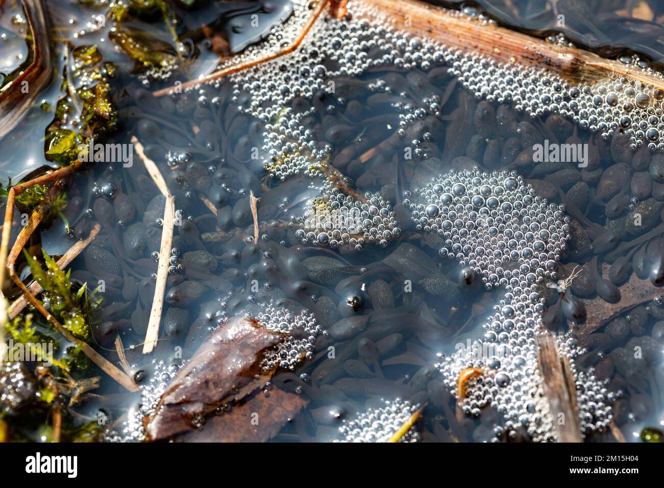 Kaulquappen schwimmen in einem Gartenteich und machen den Wasserschaum mit ihren Bewegungen. Stockfoto