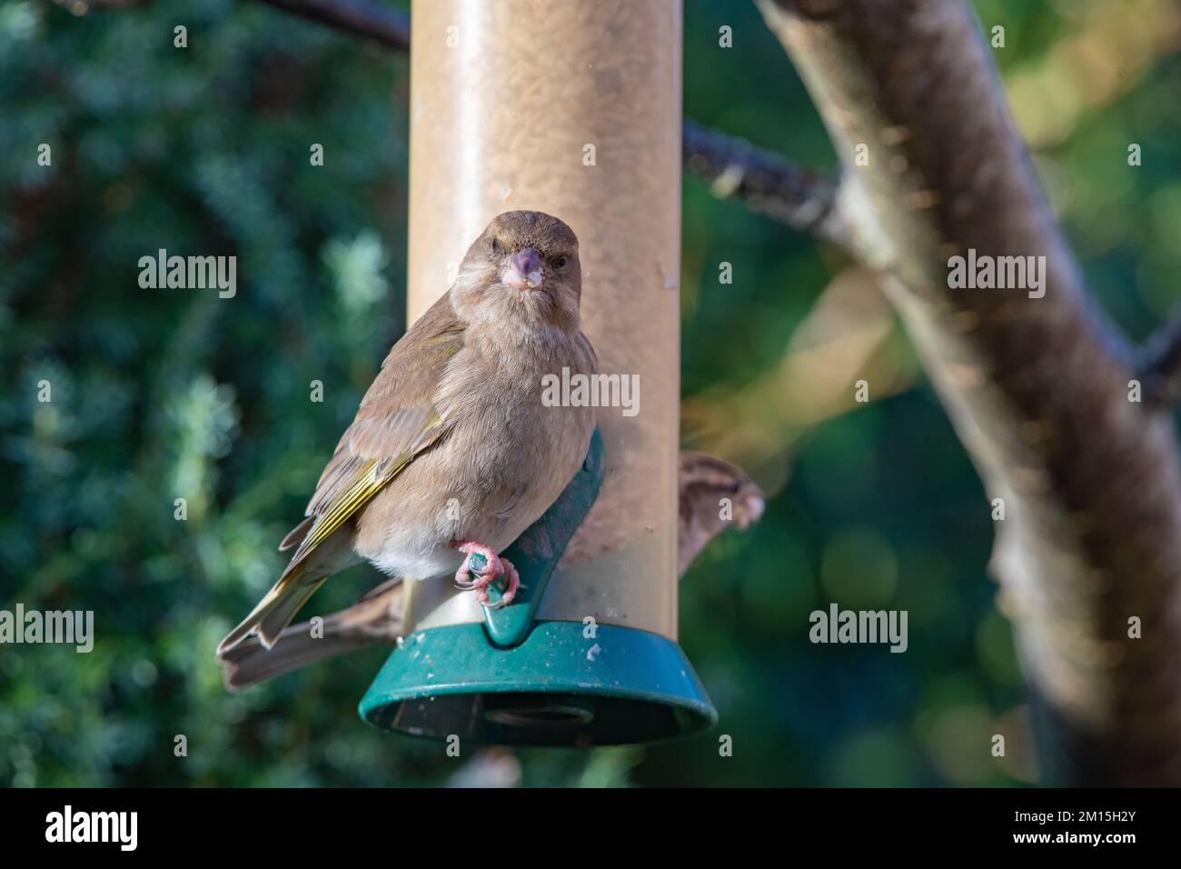Greenfinch (Chloris chloris), Inverurie, Aberdeenshire, Schottland, Vereinigtes Königreich Stockfoto