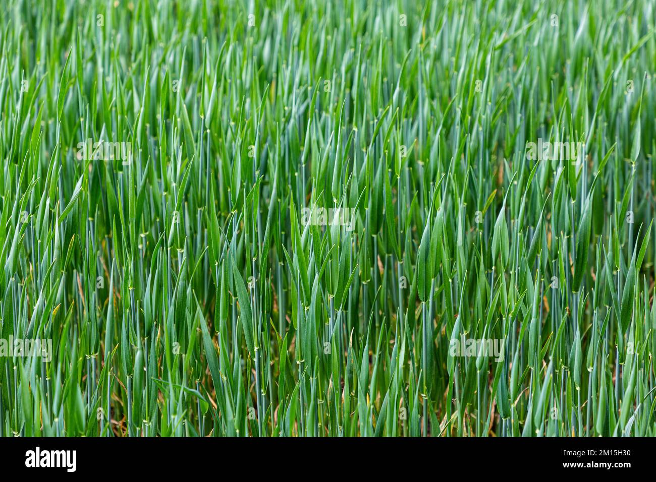 Getreide wächst auf einem Feld. Die Stiele glänzen grün, blau und türkis. Stockfoto