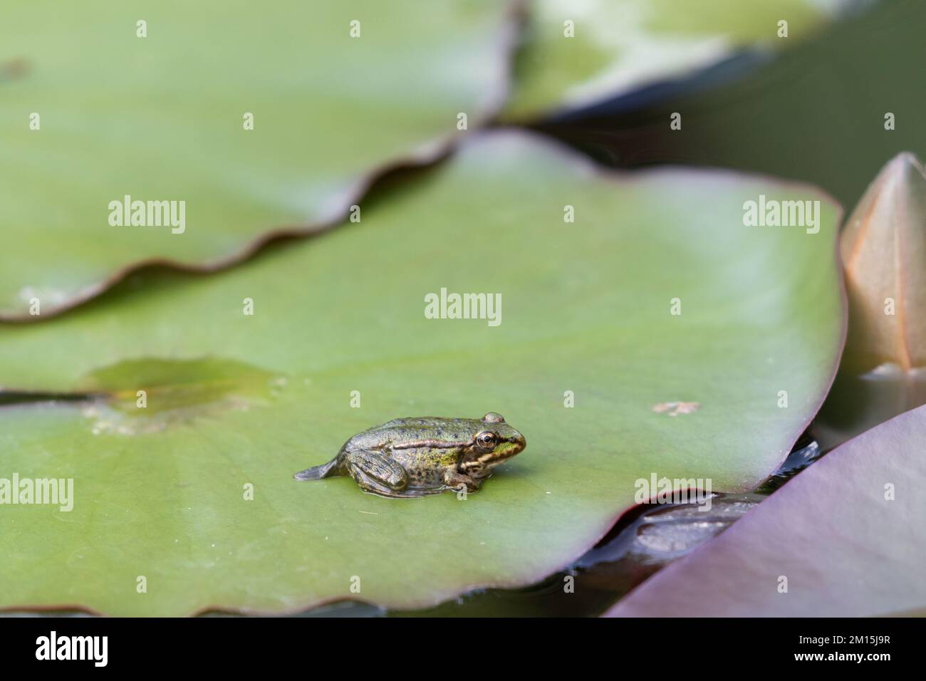 Ein junger grüner Teich-Frosch sitzt auf einer Lilienunterlage und sonnt sich im Teich, umgeben von einer Pfütze Wasser. Stockfoto