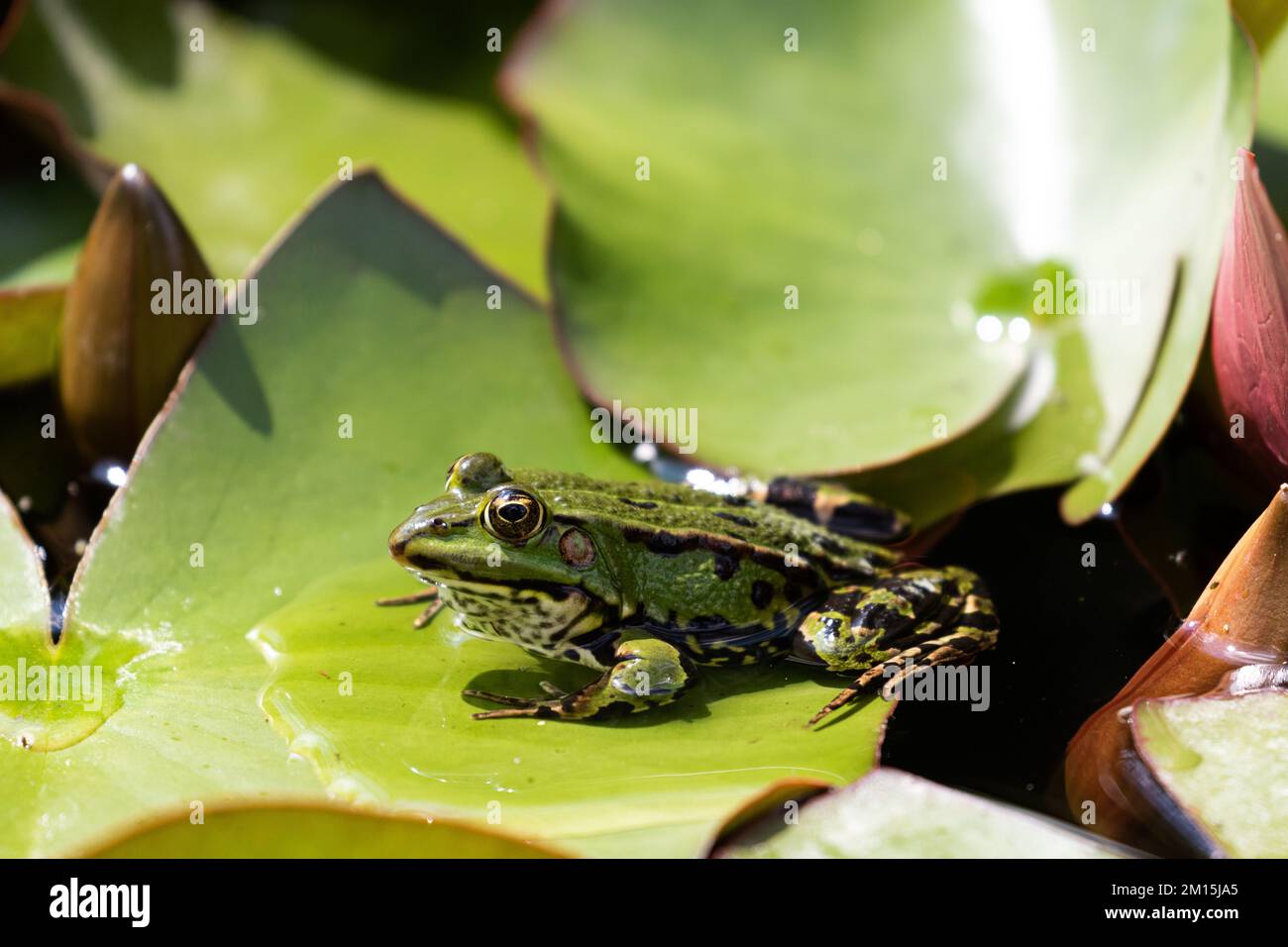 Ein grüner Teichfrosch sitzt auf einer Lilienunterlage und sonnt sich im Gartenteich. Stockfoto