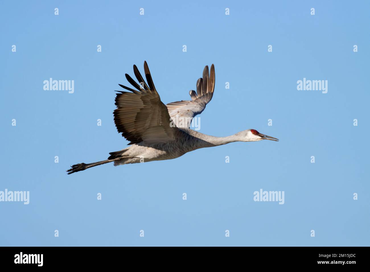 Sandhill Crane (Grus canadensis), Llano Seco Unit, Steve Thompson North Central Valley Wildlife Management Area, Kalifornien Stockfoto