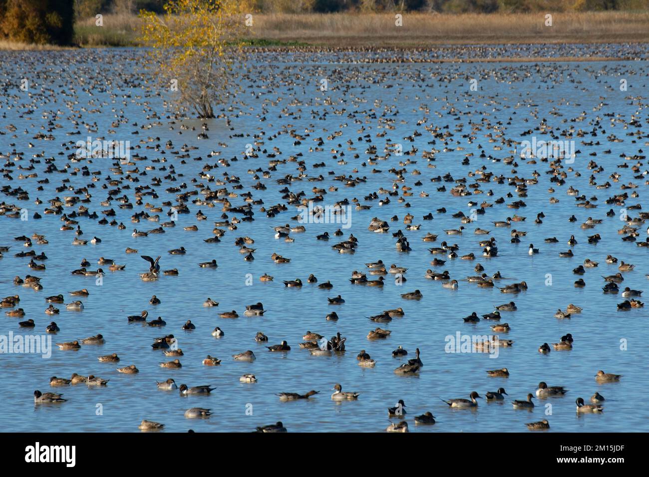 Waterfowl Pond, Llano Seco Unit, Steve Thompson North Central Valley Wildlife Management Area, Kalifornien Stockfoto