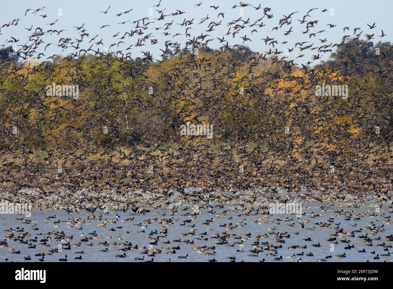 Waterfowl Pond Flyoff, Llano Seco Unit, Steve Thompson North Central Valley Wildlife Management Area, Kalifornien Stockfoto