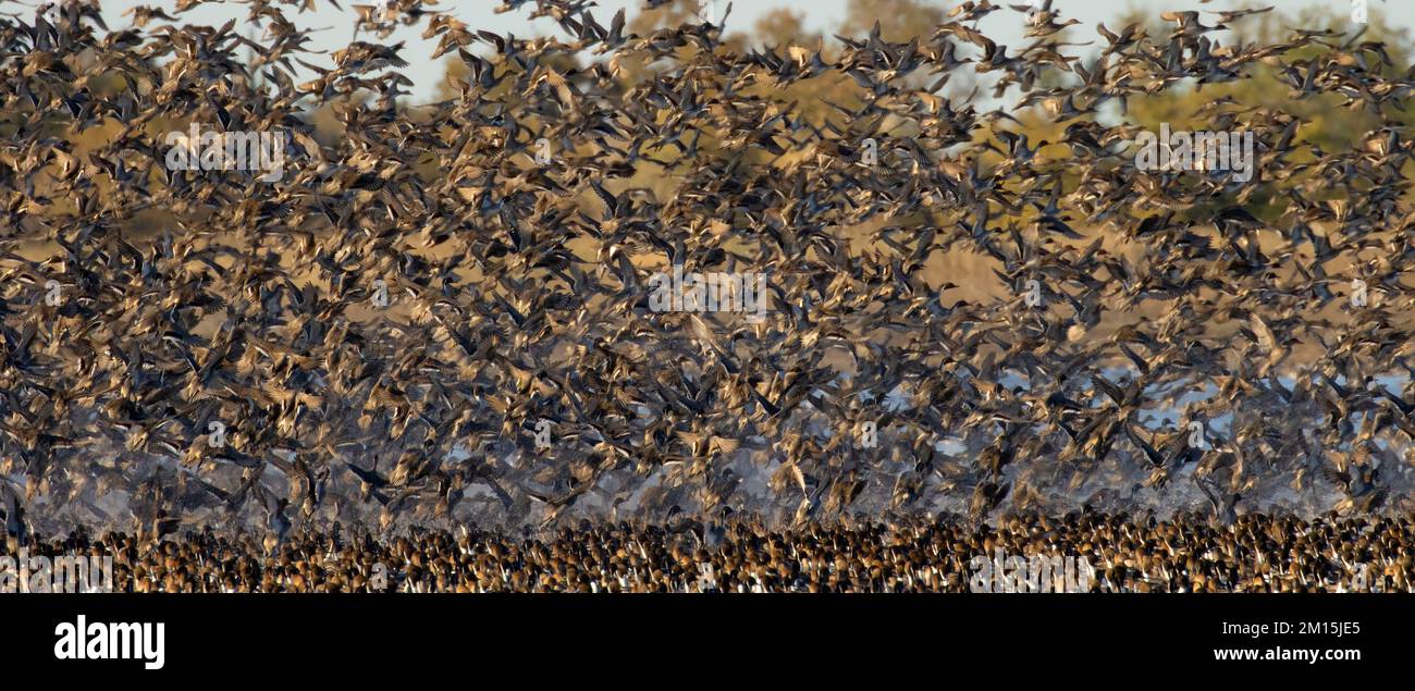Waterfowl Pond Flyoff, Llano Seco Unit, Steve Thompson North Central Valley Wildlife Management Area, Kalifornien Stockfoto