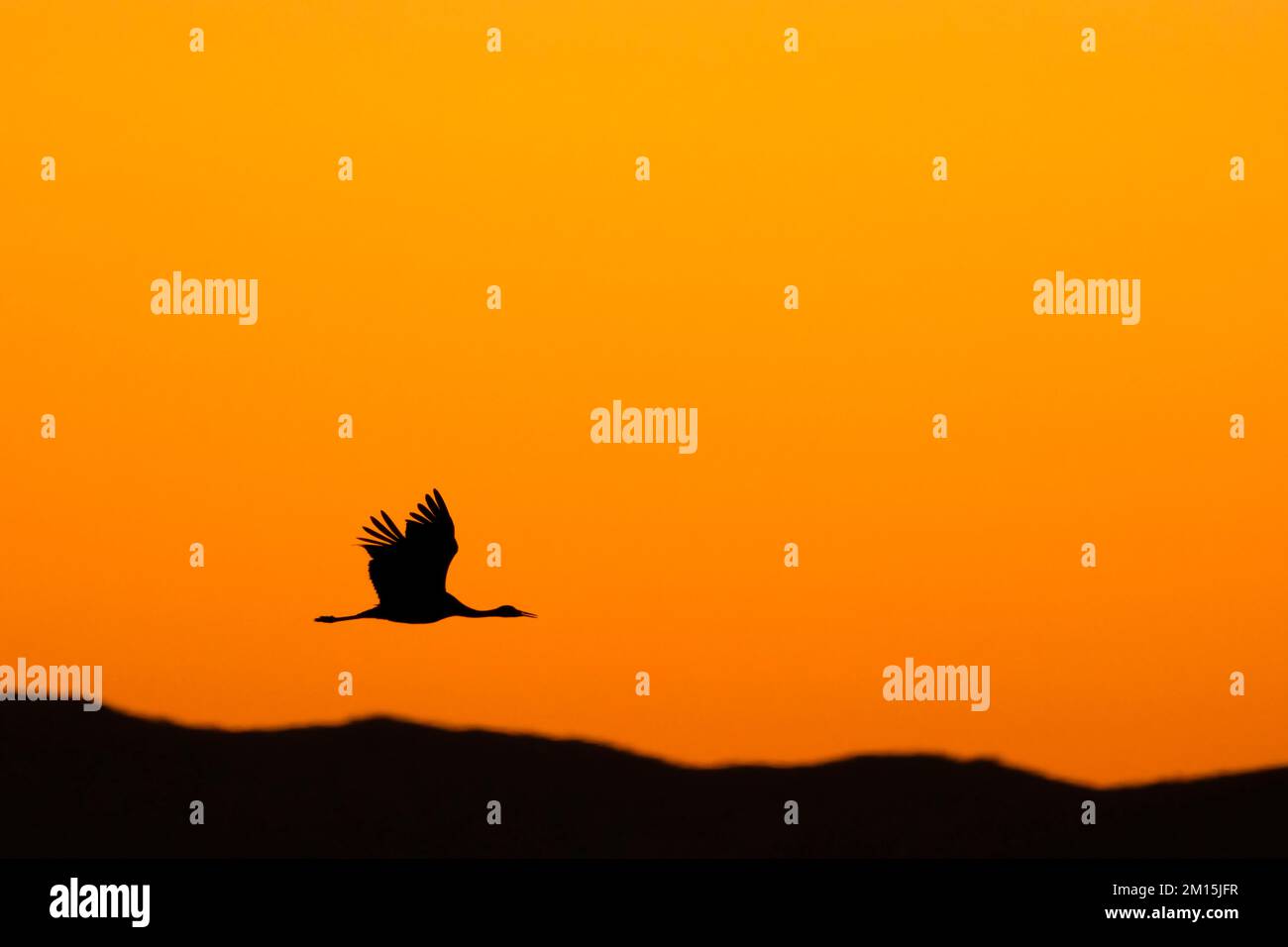 Sandhill Crane (Grus canadensis), Sonnenuntergangssilhouette im Flug, Steve Thompson North Central Valley Wildlife Management Area, Kalifornien Stockfoto