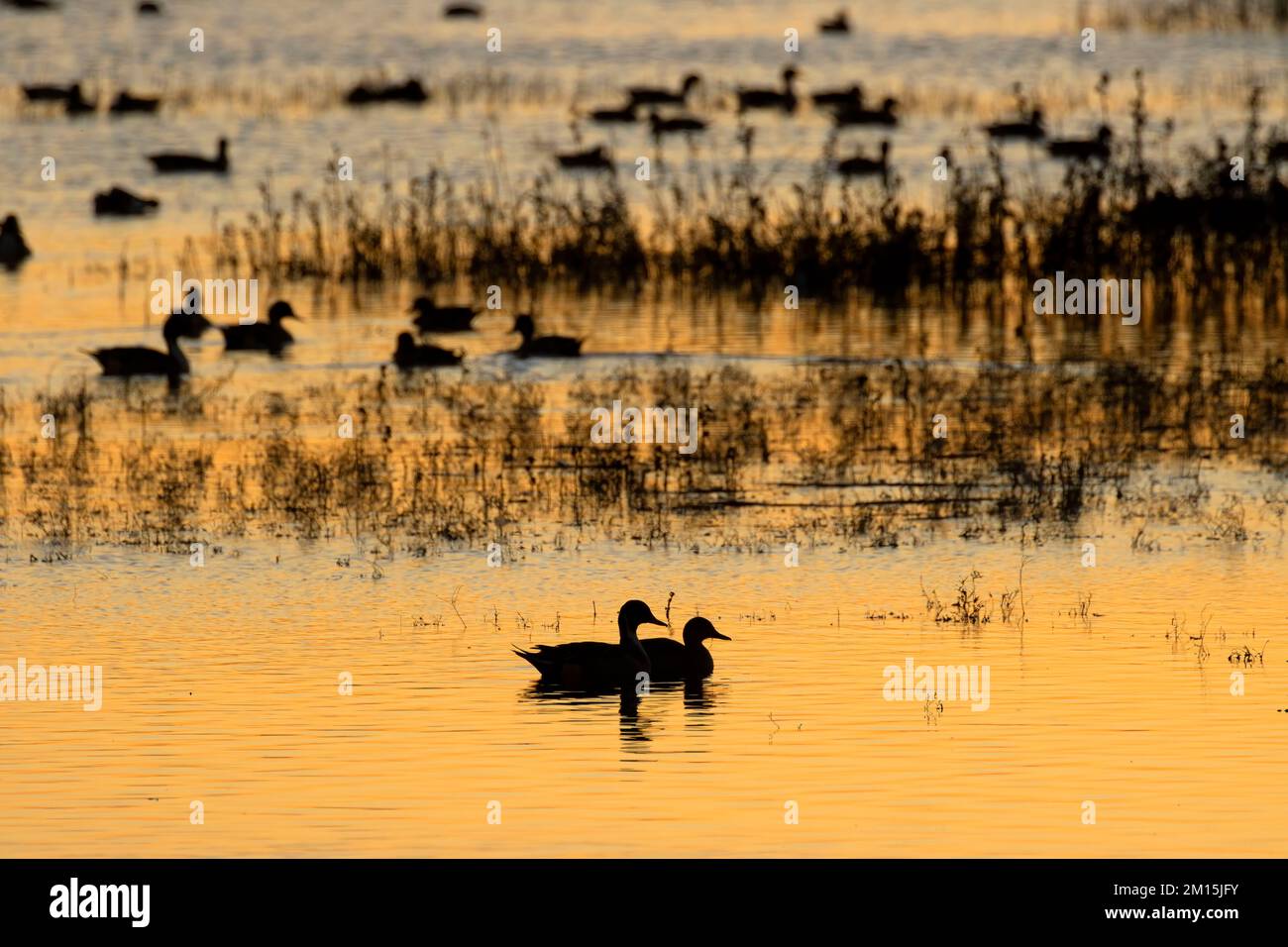 Die Silhouette des Waterfowl Pond in der Abenddämmerung, Steve Thompson North Central Valley Wildlife Management Area, Kalifornien Stockfoto