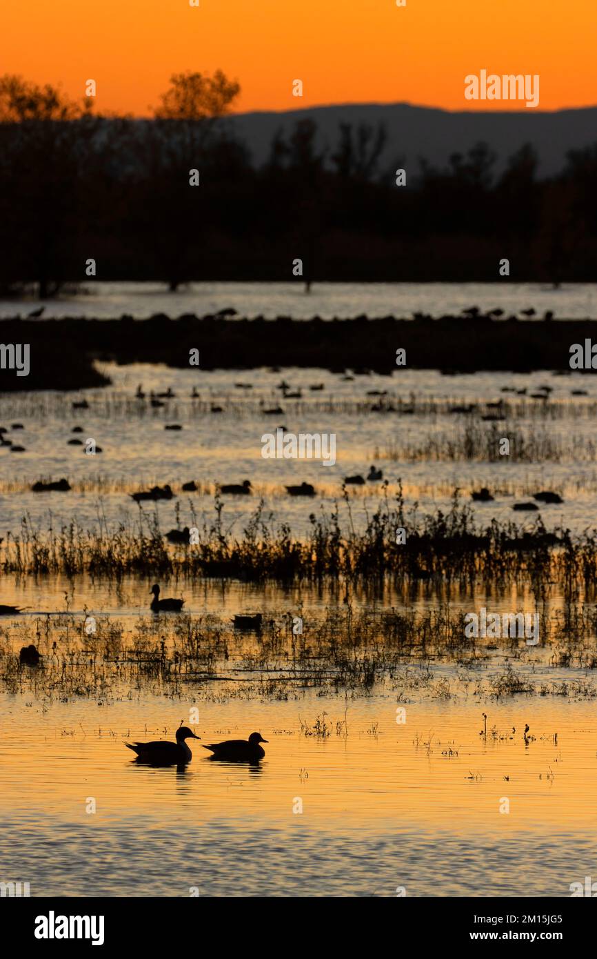 Die Silhouette des Waterfowl Pond in der Abenddämmerung, Steve Thompson North Central Valley Wildlife Management Area, Kalifornien Stockfoto