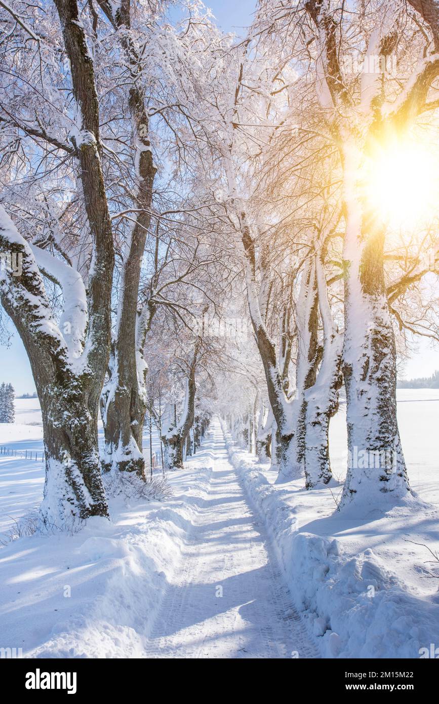 Wanderweg mit Baumkronen im Winter mit Schnee und Sonne Stockfoto