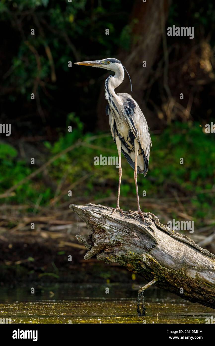 Ein Graureiher in der Wildnis des Donaudeltas in Rumänien Stockfoto