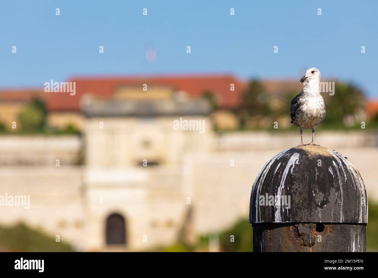 Die junge Gelbbeinmöwe (Larus michahellis). Bayonne, Pyrénées-Atlantiques, Nouvelle-Aquitaine, Frankreich. Stockfoto