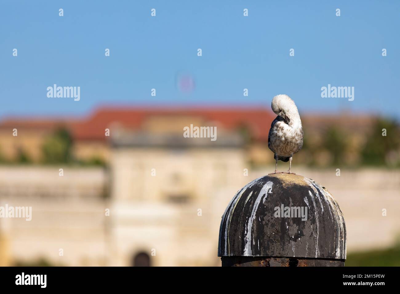 Die junge Gelbbeinmöwe (Larus michahellis). Bayonne, Pyrénées-Atlantiques, Nouvelle-Aquitaine, Frankreich. Stockfoto