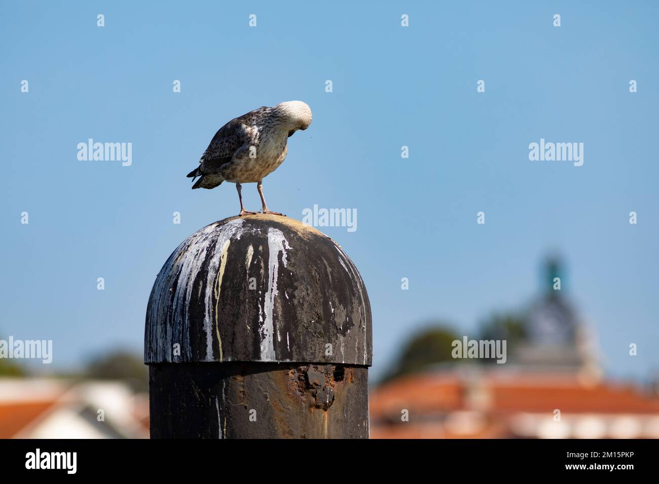 Die junge Gelbbeinmöwe (Larus michahellis). Bayonne, Pyrénées-Atlantiques, Nouvelle-Aquitaine, Frankreich. Stockfoto