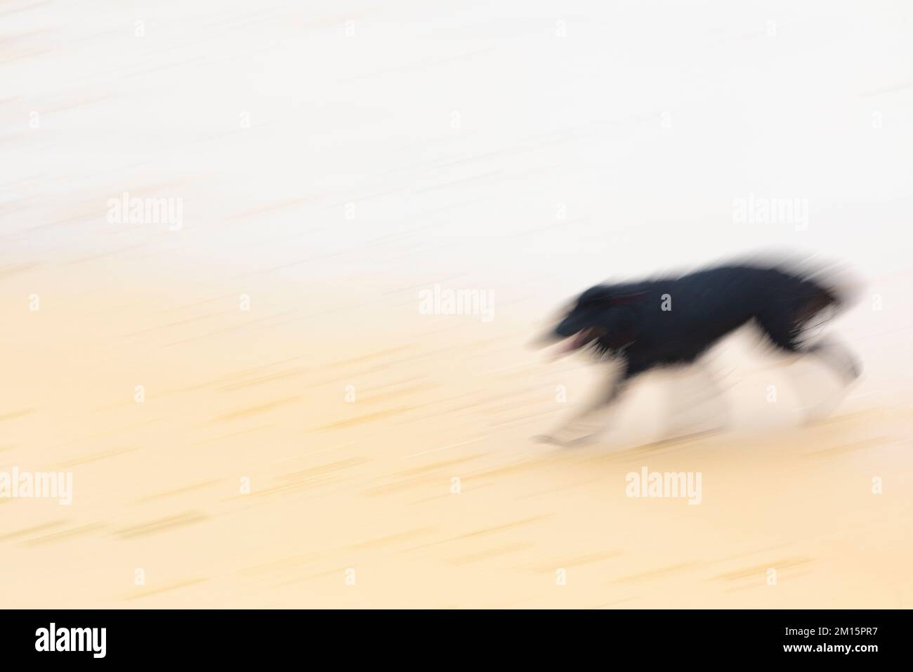 Schwarzer Hund, der am Strand rennt Stockfoto