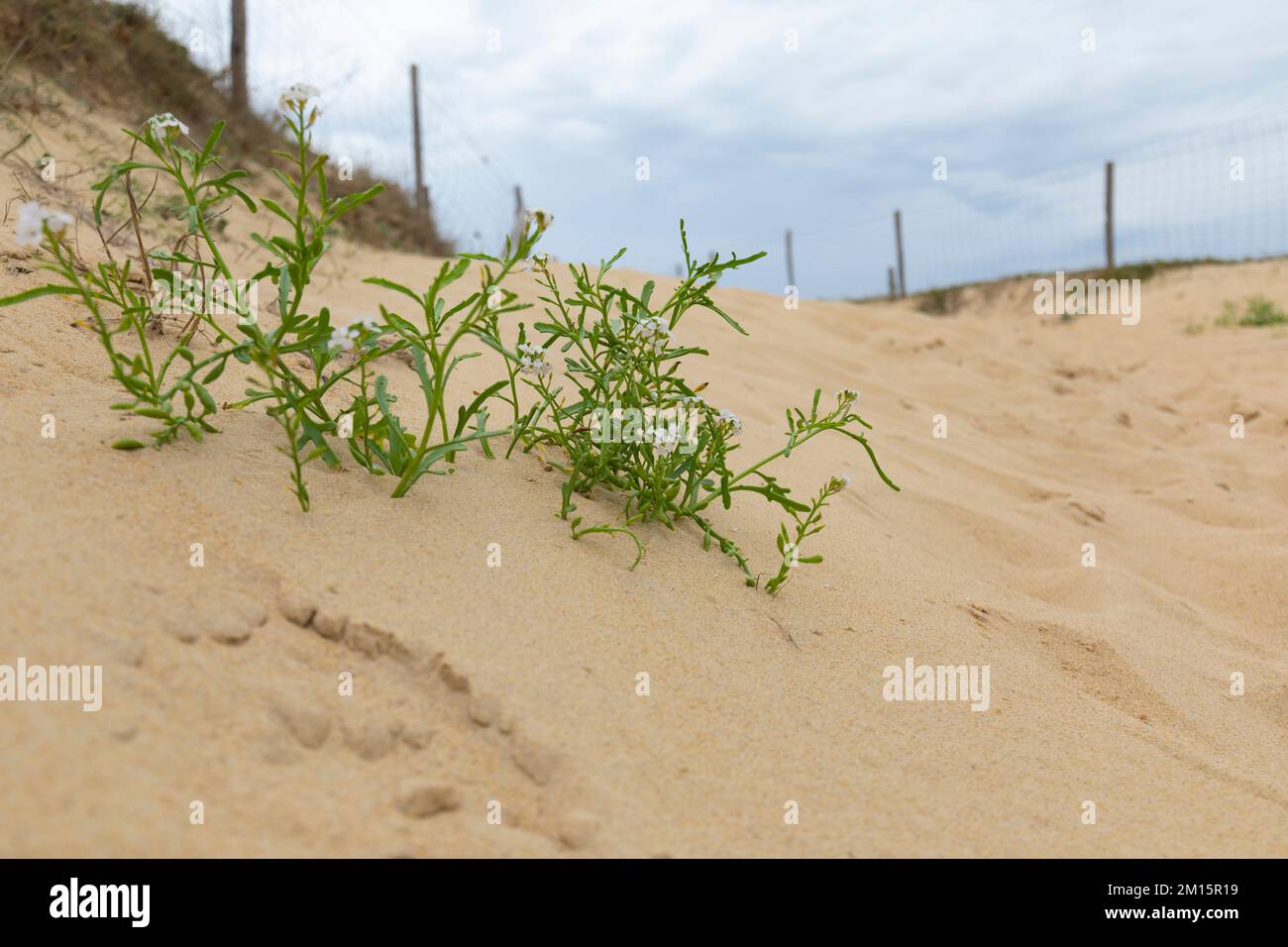 Côte Sauvage, Charente-Maritime, Frankreich, Europa. Stockfoto