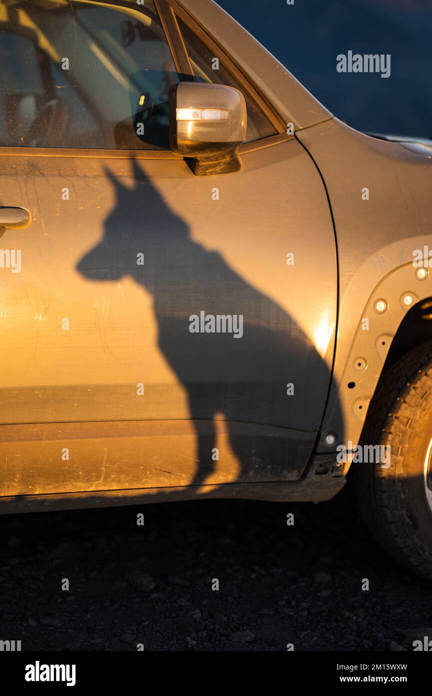Silhouette des sitzenden Hundes aus der strahlenden Sonne auf einem grauen Reisewagen am Abend Stockfoto