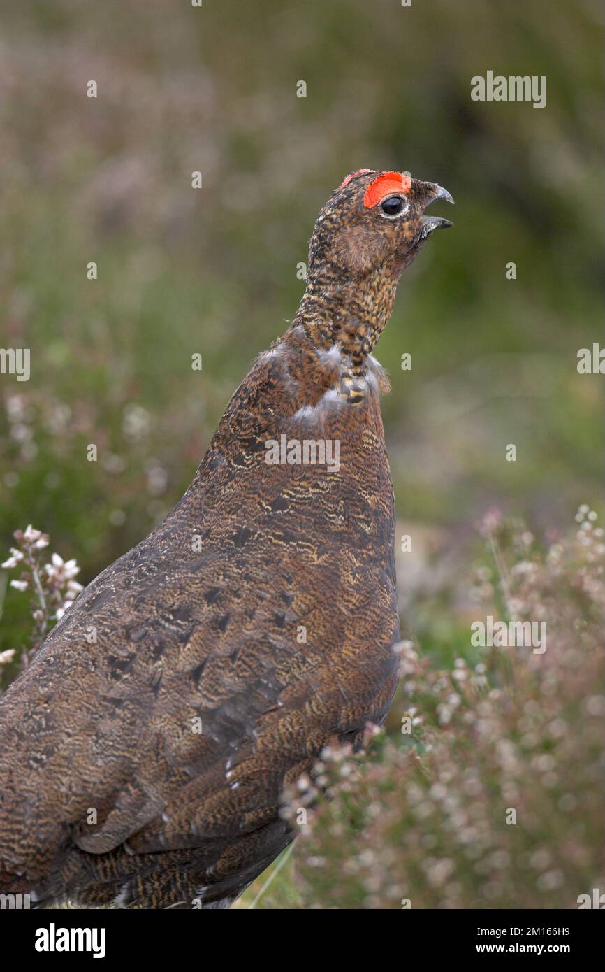 Moorschneehuhn Lagopus lagopus scoticus männlich in der Nähe von lochindorb Schottland Stockfoto