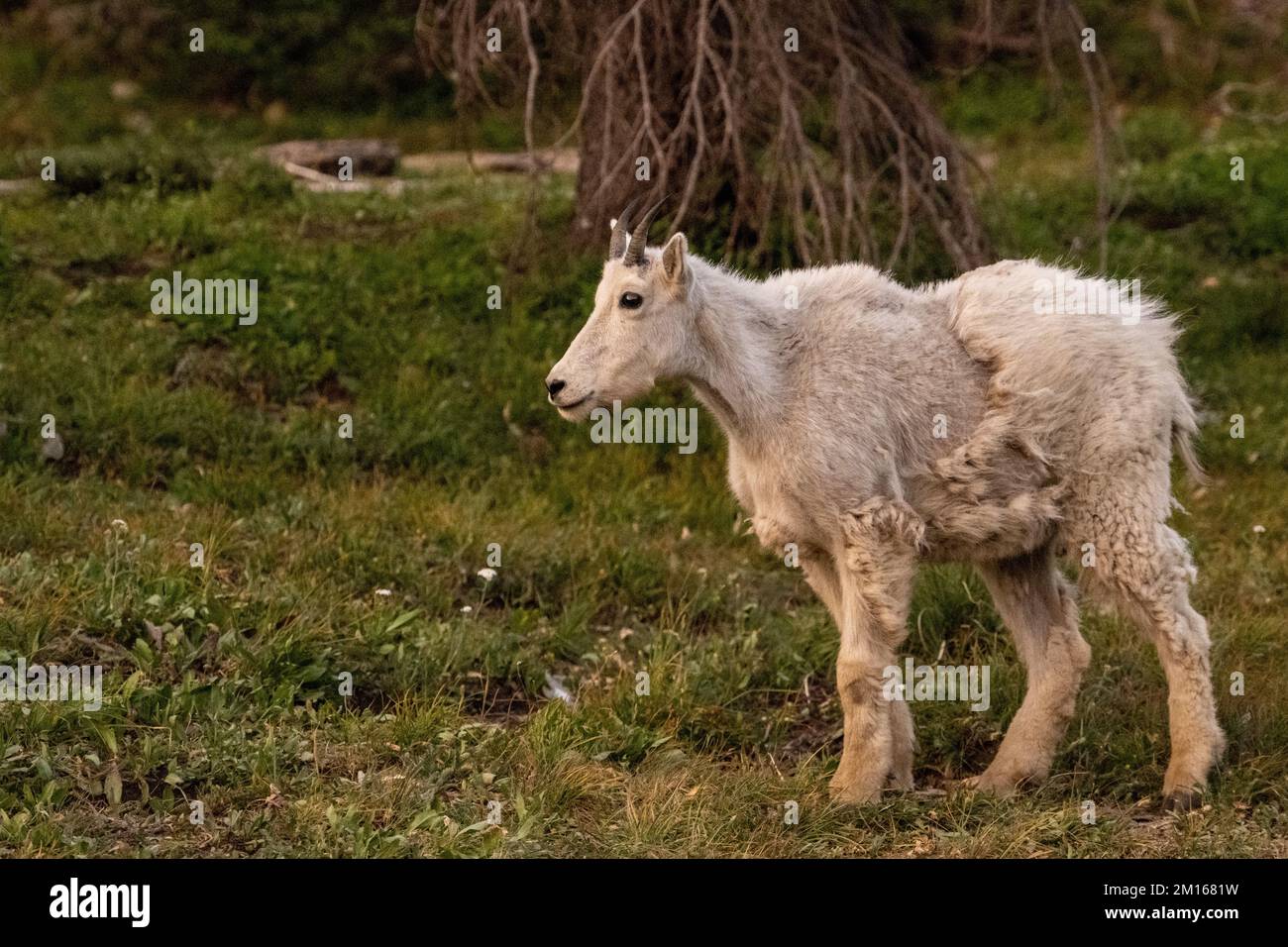 Profil von Shaggy Young Mountain Ziege am Berghang Stockfoto