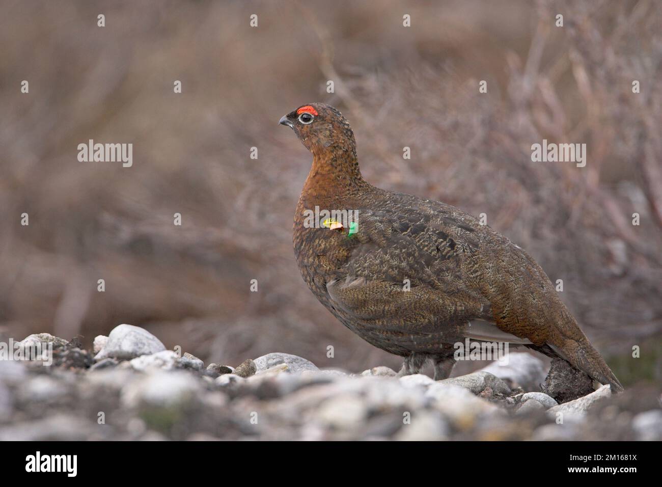 Moorschneehuhn Lagopus lagopus scoticus Flügel - Schlagwörter männlich in der Nähe von lochindorb Schottland Stockfoto