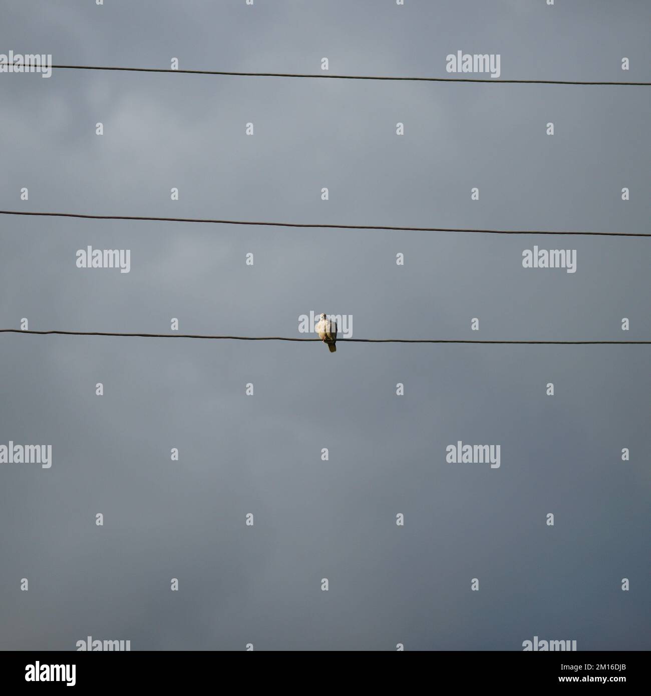 Eine Taube sitzt auf einem elektrischen Draht gegen einen dunkelgrauen, wolkigen Himmel. Stockfoto