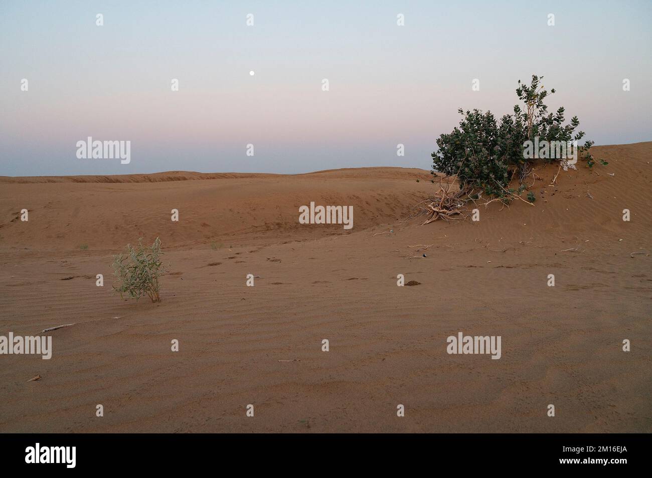 Monduntergang. Blick auf die Sanddünen der Wüste Thar, Licht vor Sonnenaufgang und Mond am Himmel. Rajasthan, Indien. Akondo, Calotropis gigantea. Stockfoto
