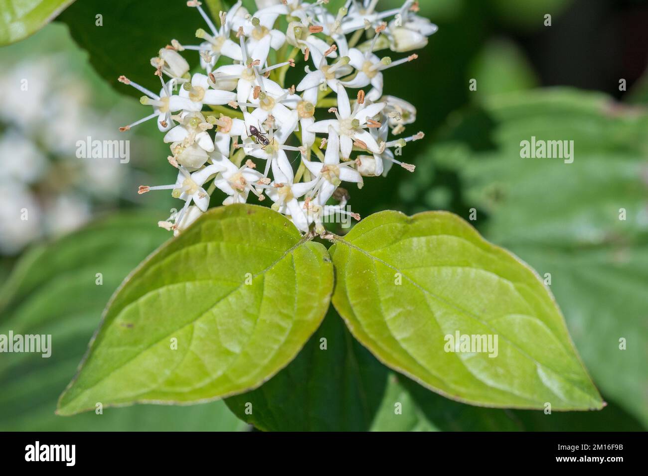 Cornus sanguinea, der gemeine oder blutige Dornhai, ist eine Art von Dornhai, die in den meisten Teilen Europas und Westasiens heimisch ist. Stockfoto