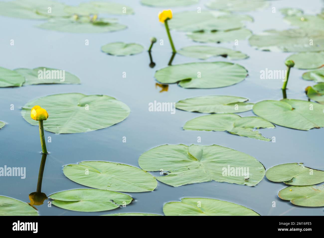 Nuphar lutea, die gelbe Wasserlilie, Brandy-Flasche oder Spadderdock, ist eine Wasserpflanze der Familie Nymphaeaceae. Stockfoto