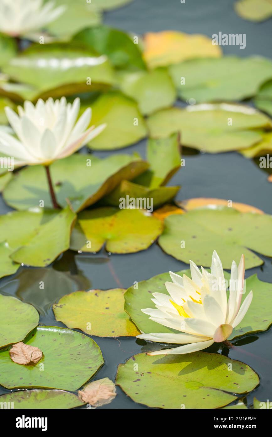 Gartenbauliche Vielfalt wunderschöner Wasserlilien der Gattung Nymphaea, genannt „Mondtanz“. Stockfoto