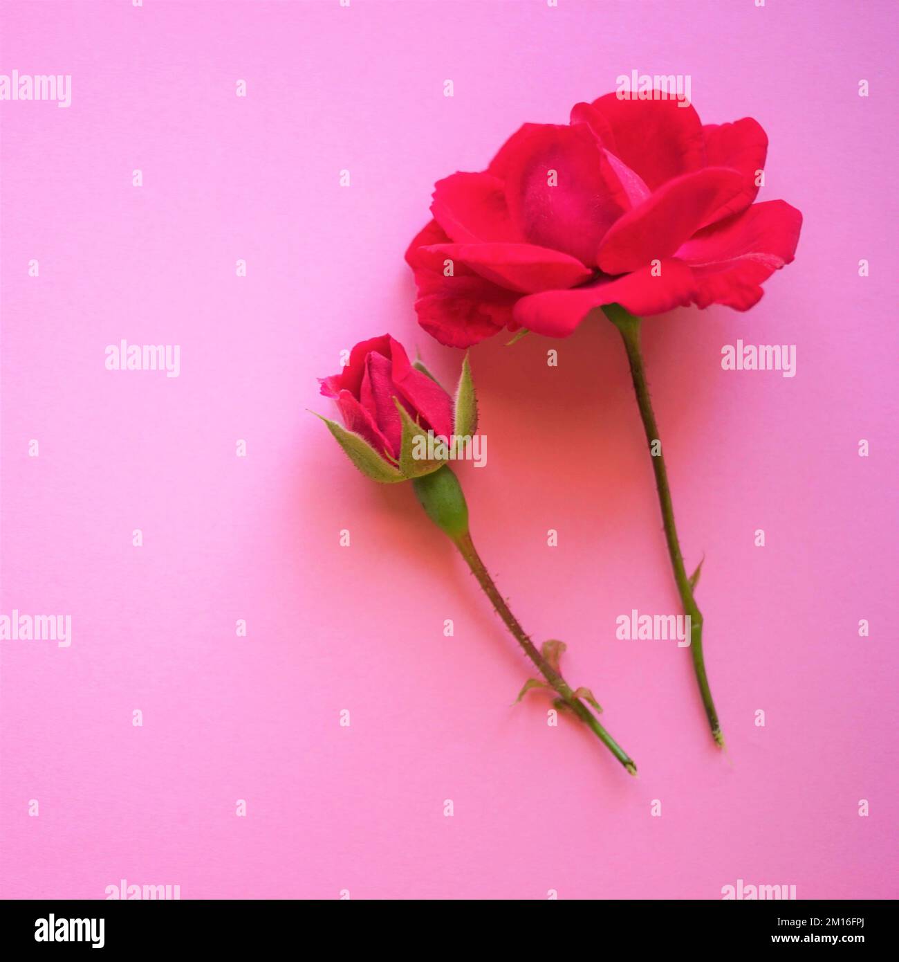 Zwei rosafarbene Rosenblüten auf dem rosafarbenen Tisch, Platz kopieren. Stockfoto