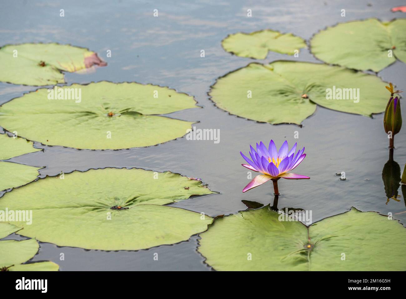 Gartenbauliche Vielfalt wunderschöner Wasserlilien der Gattung Nymphaea namens „Tina“. Stockfoto