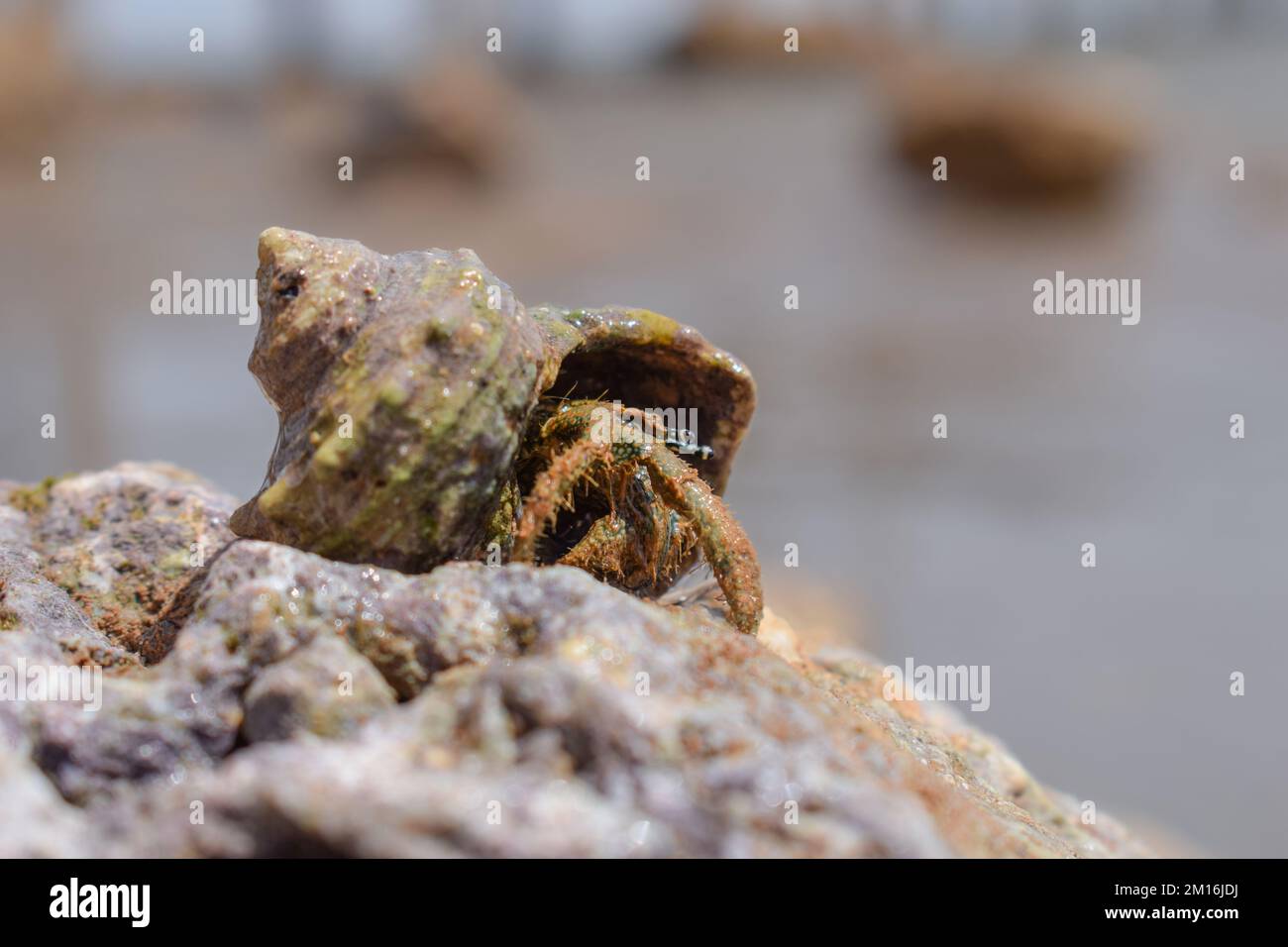 Schneckenkrebse auf einem Strandfelsen mit knallenden Augen. Stockfoto