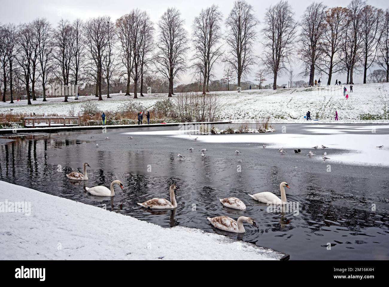 Schwäne auf dem Teich an einem verschneiten, winterlichen Tag im Inverleith Park, Edinburgh, Schottland, Großbritannien. Stockfoto