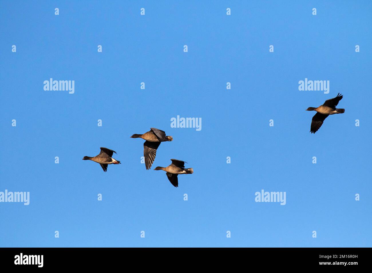 Rosa-Fuß-Gans Anser brachyrhynchus Four im Flug nahe Ringstead, Norfolk, England, Großbritannien, Februar 2018 Stockfoto
