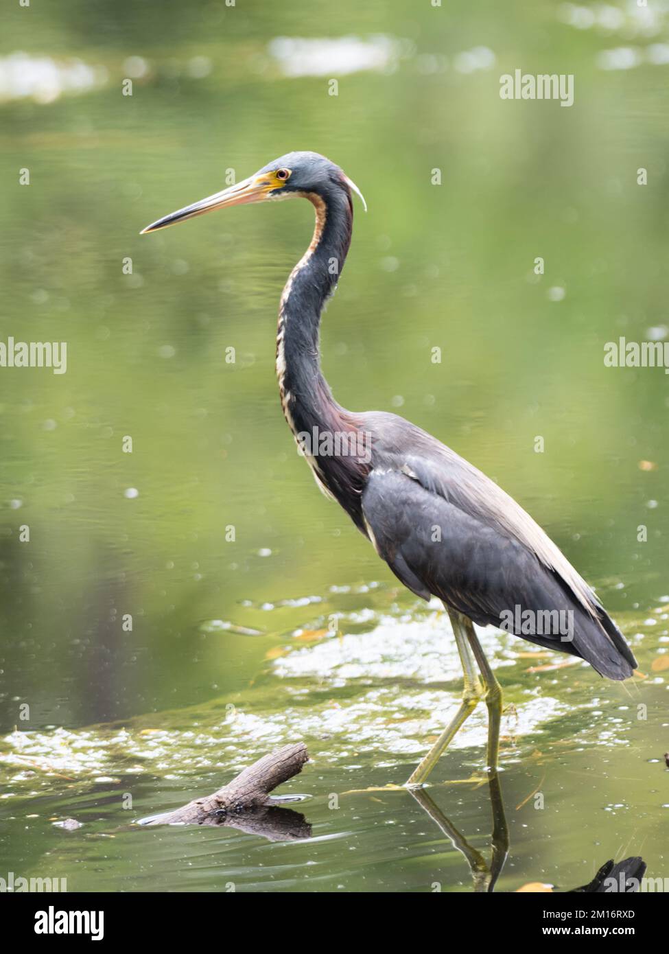 Ein dreifarbiger Reiher, Egretta-Dreifarbige, die am Rande eines Sees jagen. Stockfoto