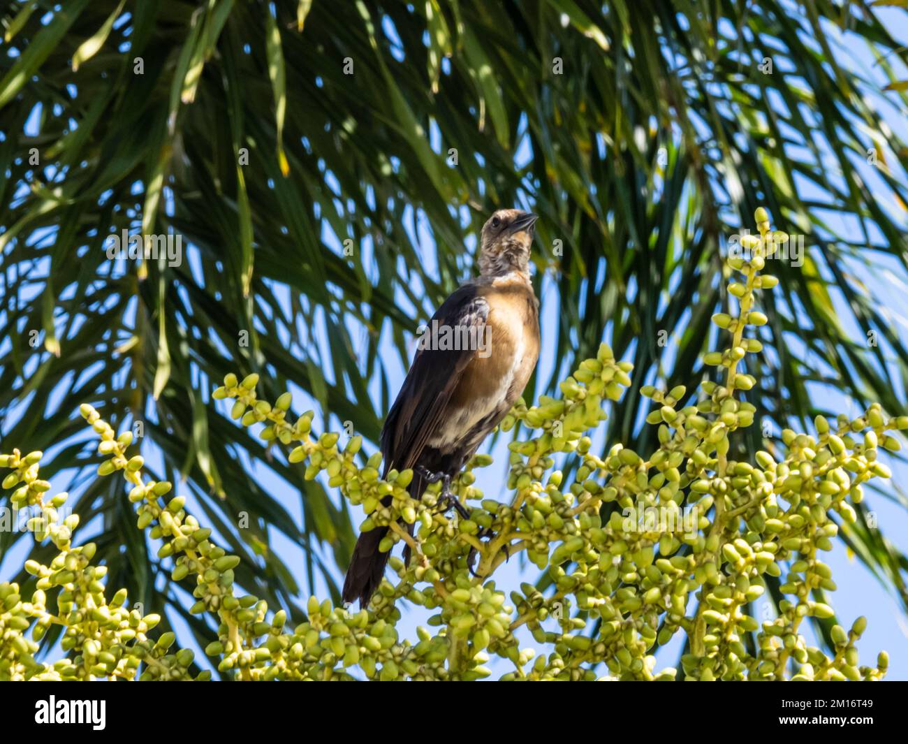 Ein weiblicher Großschwanzgrackle oder mexikanischer Grackle, Quiscalus mexicanus, hoch oben in einem Baum. Stockfoto