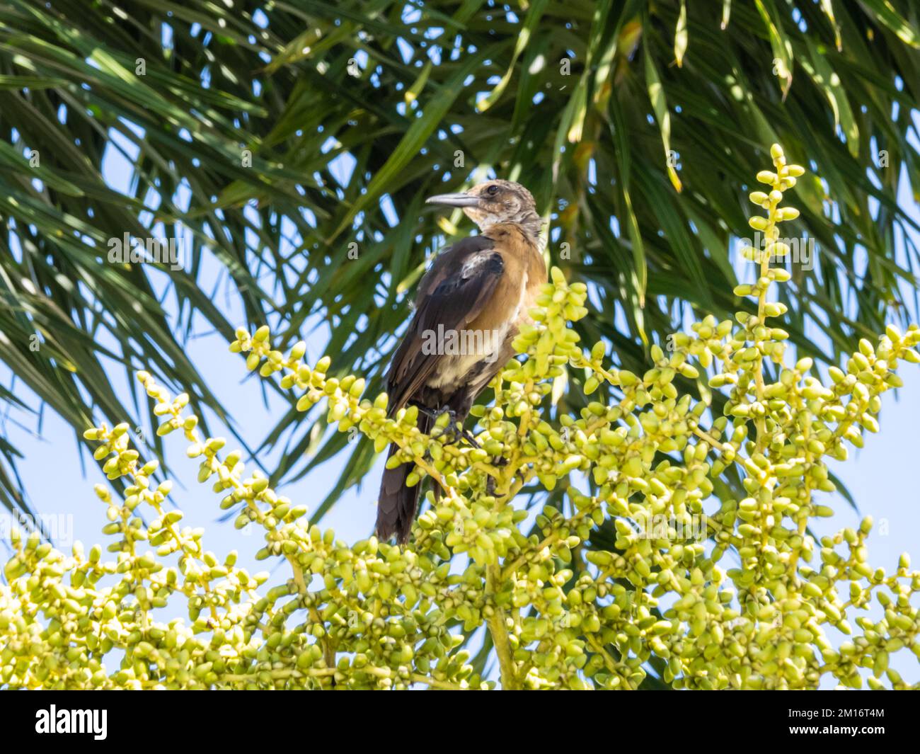 Ein weiblicher Großschwanzgrackle oder mexikanischer Grackle, Quiscalus mexicanus, hoch oben in einem Baum. Stockfoto