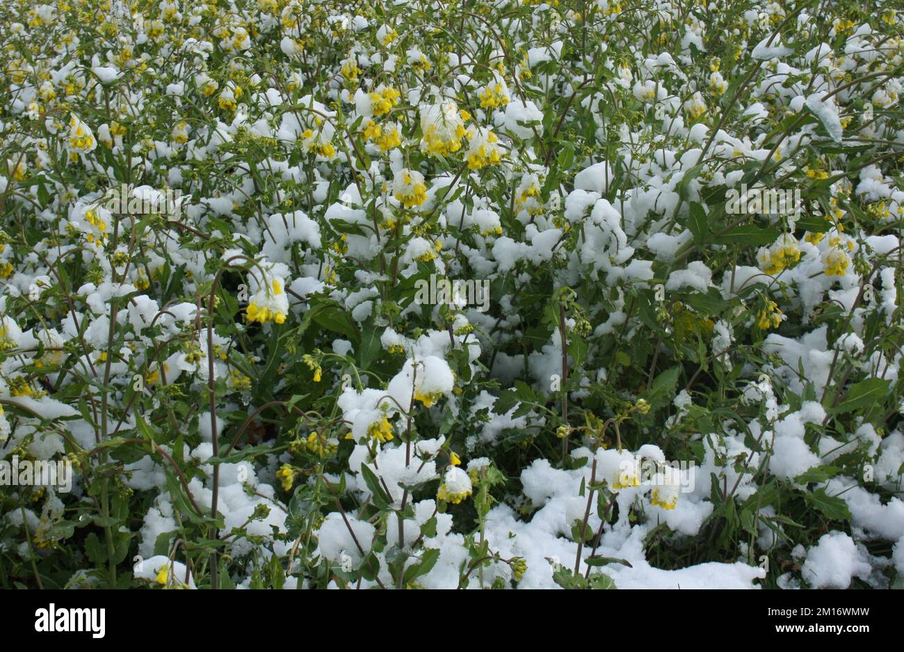 Ein Feld mit aufkommenden gelben Blumen, bedeckt mit einer dünnen Schicht Schnee Stockfoto