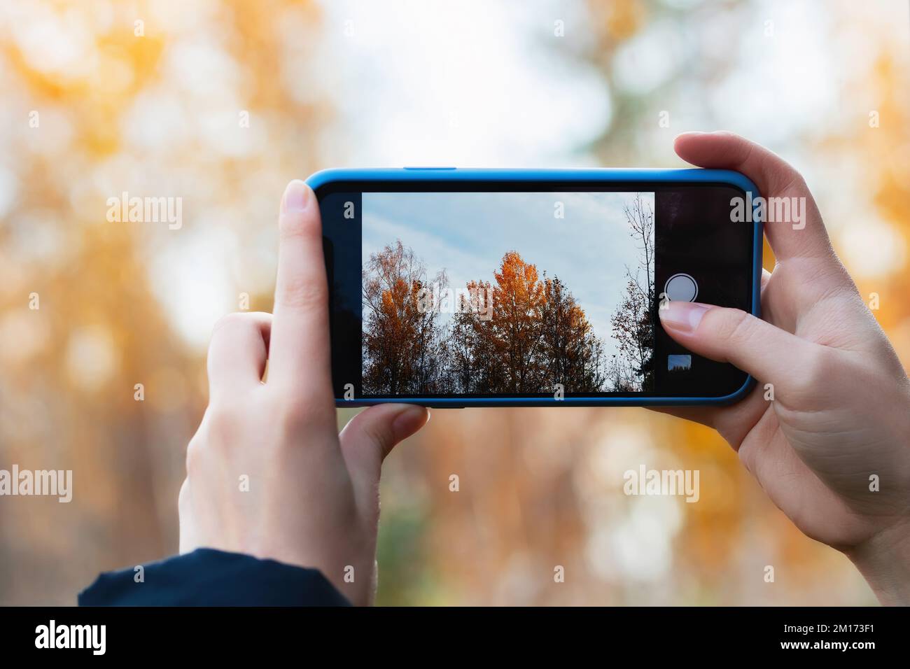 Das Mädchen fotografiert gelbe Herbstbäume mit einer Handykamera. Stockfoto