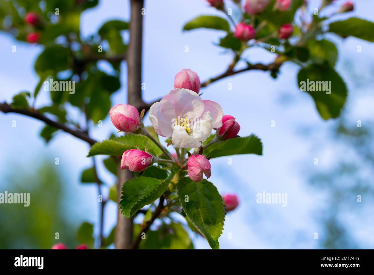 Blüht im Frühling auf einem Apfelbaum-Ast im Garten. Stockfoto