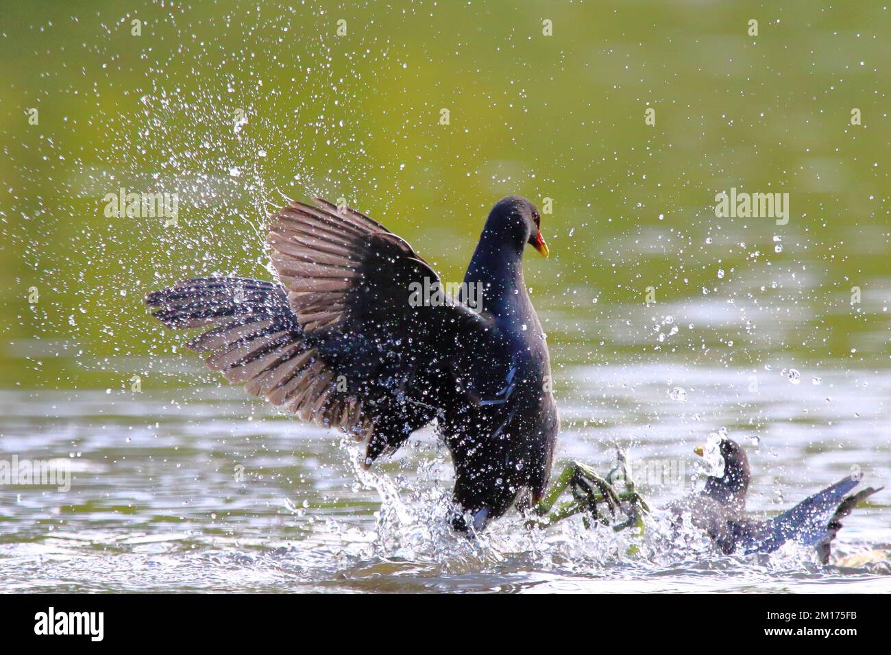 Teichhuhn kämpfen Stockfoto