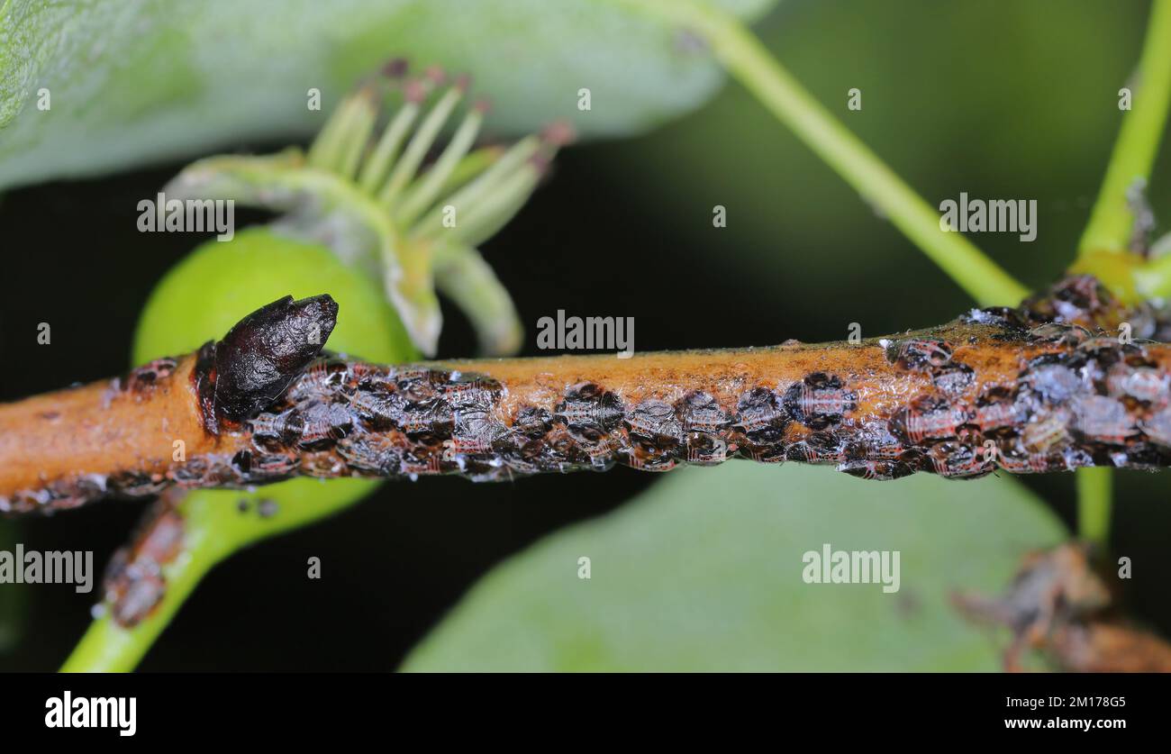 Cacopsylla pyri (Pear Psylla, European Birar sucker) Psyllidae. Nymphen, Larven auf einem Birnenbaum-Shooting. Stockfoto