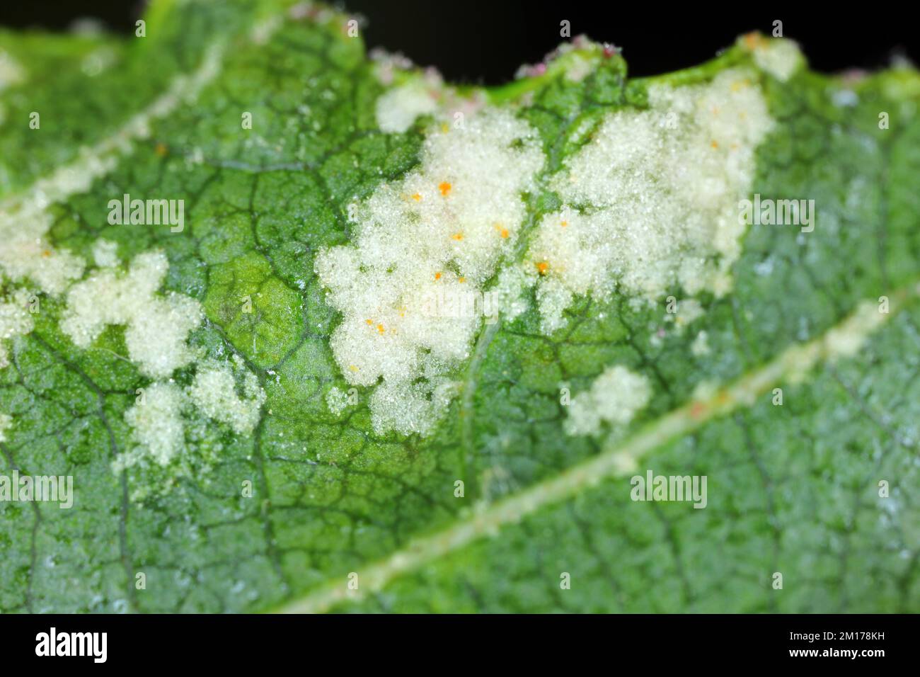 Die Gallenmilbe Acalitus brevitarsus auf Erle verlässt Alnus. Stockfoto