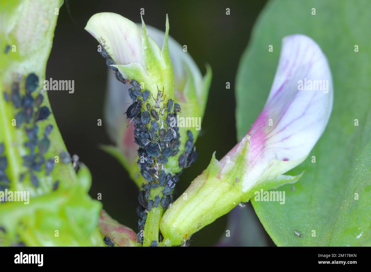 Die Kolonie der Blattläuse der schwarzen Bohnen, Aphis fabae, auf den Pflanzen der FABA-Bohnen. Stockfoto