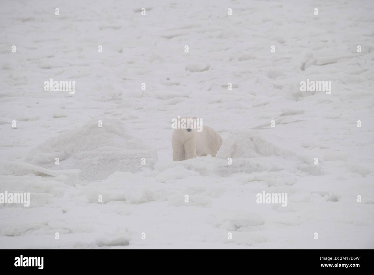 Eisbärmutter und Junges auf dem Eis, Churchill, Manitoba Stockfoto