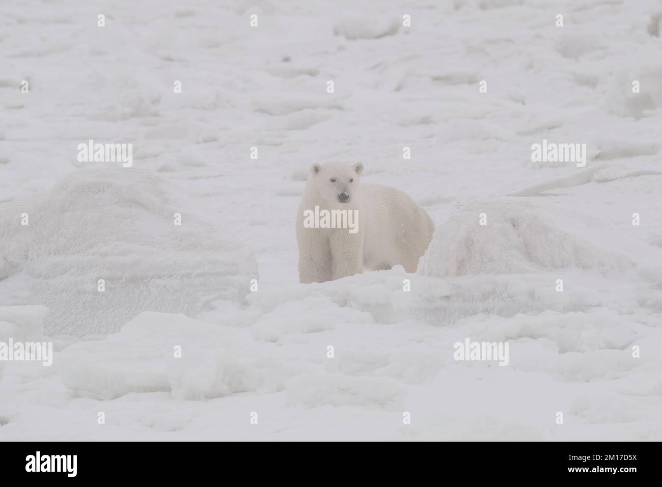 Eisbärmutter und Junges auf dem Eis, Churchill, Manitoba Stockfoto