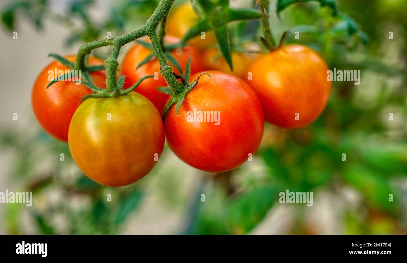 Hausgemachte reife Tomaten auf der Rebe Stockfoto