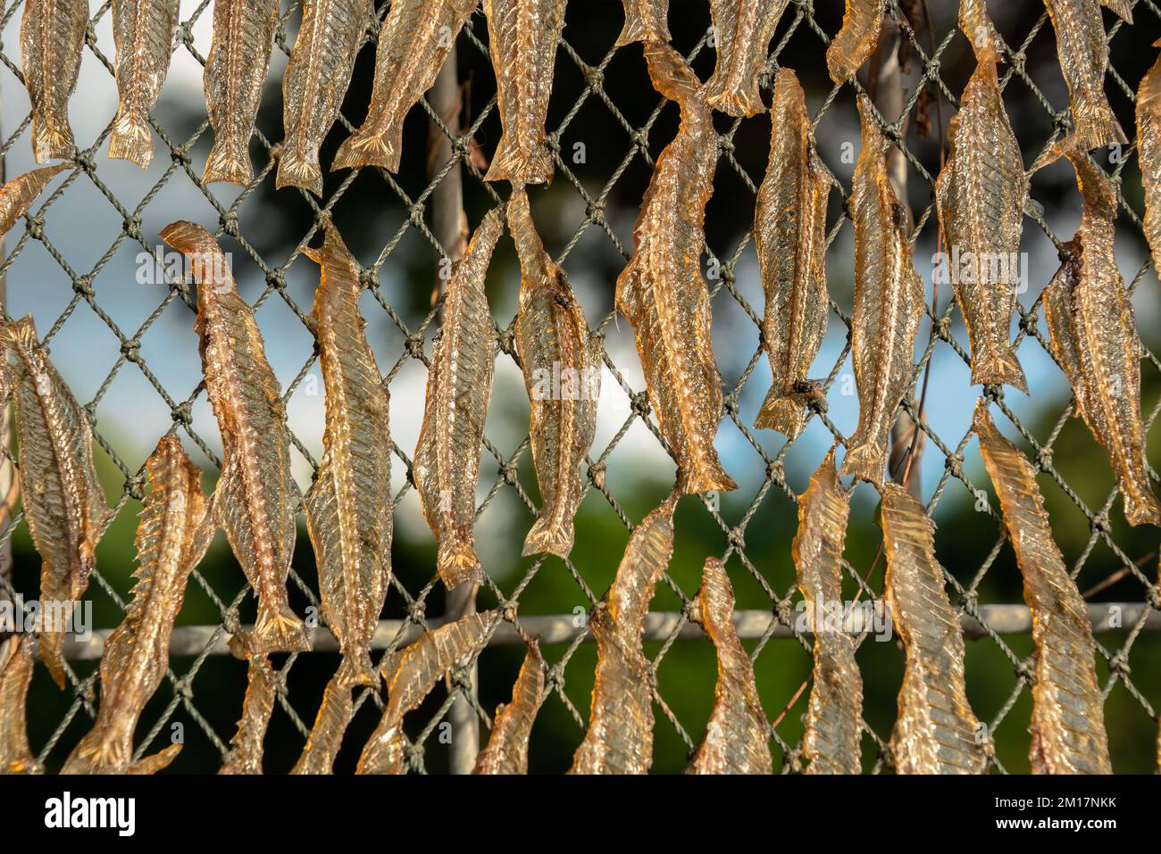 Nahaufnahme von sonnengetrockneten Fischen. Kleine getrocknete Fische werden durch mehrtägiges Sonnentrocknen zubereitet. Stockfoto