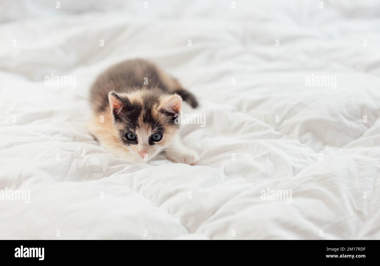 Verspielter junger Fluffy Calico Kitten, der auf einem Bett spielt Stockfoto